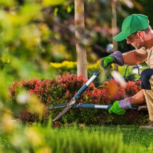 Caucasian Garden and Landscaping Services Contractor in His 40s with Hedge Shears Performing Spring Time Back Yard Maintenance.