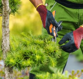 Caucasian Male Gardener in His 40s Trimming Garden Tree Branches Close Up. Garden Maintenance Job.