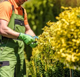 Male Landscaper Performing Mid-Summer Trimming on Garden Plants in Landscaped Backyard. Professional Gardening Services.